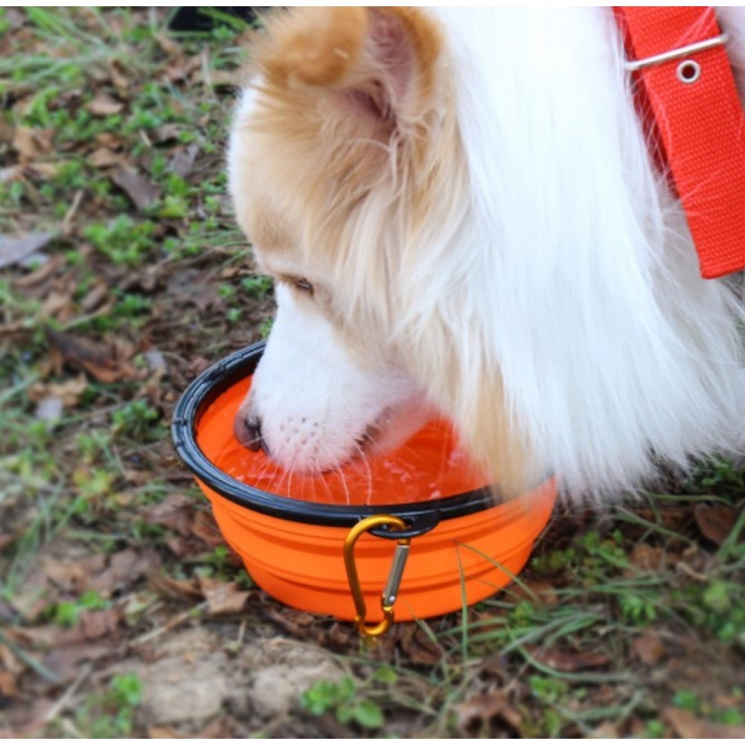 Katlanabilir Kedi Köpek Mama Ve Su Kabı